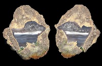 Fallen Tree Thunderegg